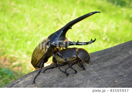 オオカブトの写真素材 オオカブトの写真素材