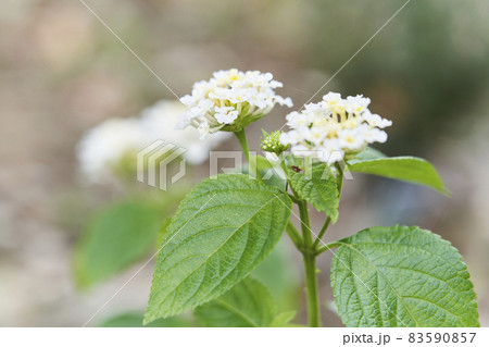 七変化 ランタナ 花 白の写真素材