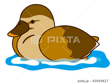 カルガモ かわいいのイラスト素材