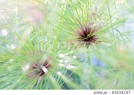 植物 パピルス草 カミガヤツリ パピルスの写真素材