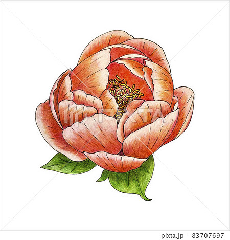 花 バラ デッサン 鉛筆画の写真素材