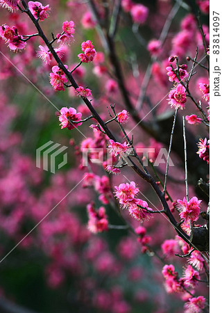 梅の花の写真素材集 - PIXTA（ピクスタ）