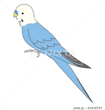 インコ オウムのイラスト素材集 ピクスタ
