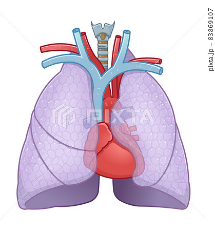 心臓のイラスト素材集 ピクスタ
