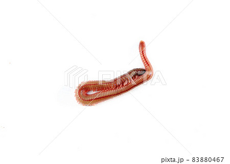 石ゴカイの写真素材 石ゴカイの写真素材