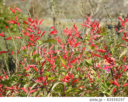 パイナップルセージ ハーブ 赤い花 植物の写真素材