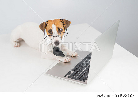ノートパソコン 犬 動物 パソコンの写真素材