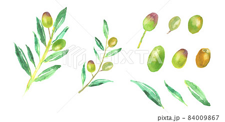 オリーブのイラスト素材
