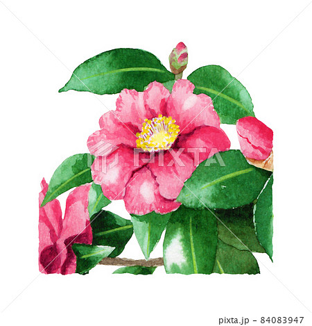 山茶花のイラスト素材