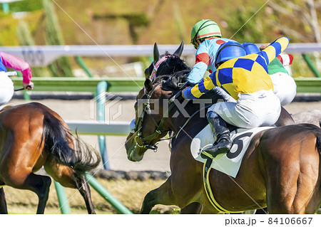 馬 サラブレッド 競走馬 後姿の写真素材