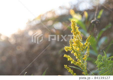 ブタクサ 花 黄色 雑草の写真素材