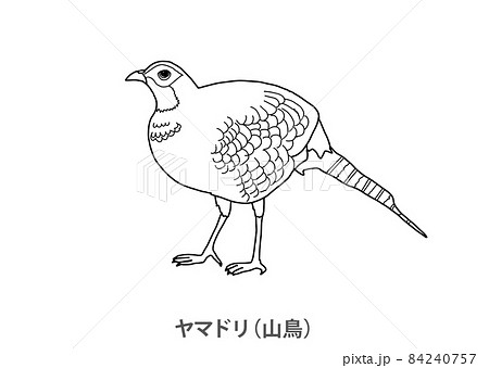 鳥 モノクロのイラスト素材