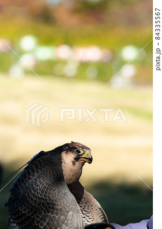 ハヤブサ 自然 鳥 かっこいいの写真素材