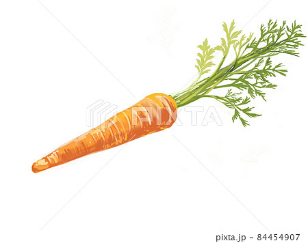 人参 にんじん 手書き 野菜のイラスト素材