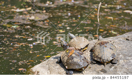 亀 親子 日光浴 甲羅干しの写真素材 亀 親子 日光浴 甲羅干しの写真素材