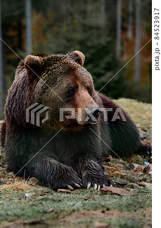 巨大熊の写真素材