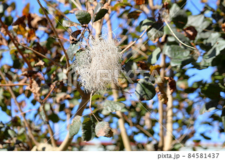ハグマノキ属の写真素材