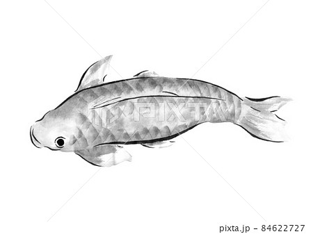 魚 鯉 水墨画 墨絵の写真素材 - PIXTA