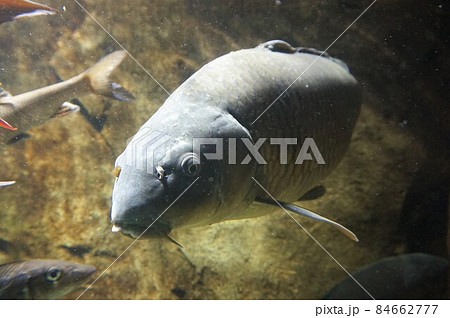 鯉 池 コイ ヒゲの写真素材