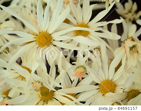 透垣の写真素材 透垣の写真素材