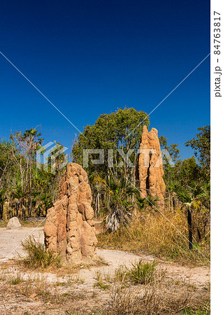 蟻塚の写真素材