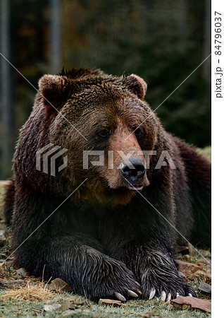 巨大熊の写真素材