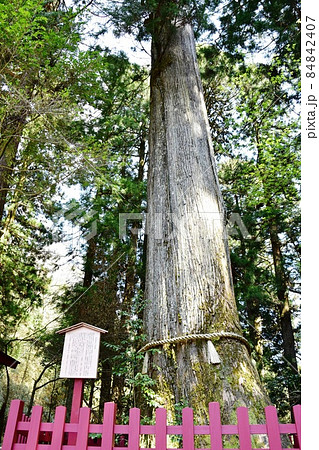 安産杉 箱根神社 大木の写真素材
