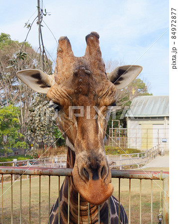 キリン アミメキリン 動物 正面の写真素材