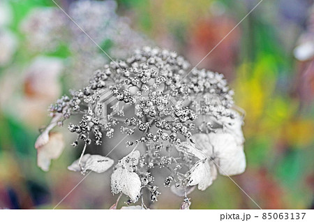 冬枯れのアジサイの写真素材