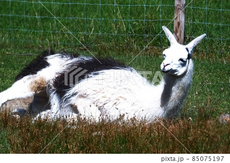 ラマ リャマ ジャマ 動物の写真素材