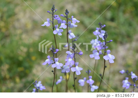 ゴマノハグサ科 雑草の写真素材 ゴマノハグサ科 雑草の写真素材