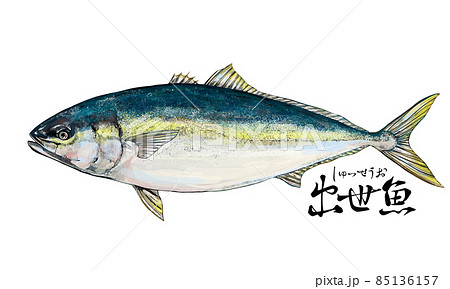 ハマチ イラスト 海水魚 魚のイラスト素材 - PIXTA