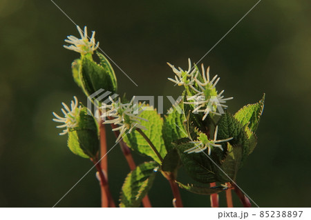 一人静 花 野草 山野草の写真素材