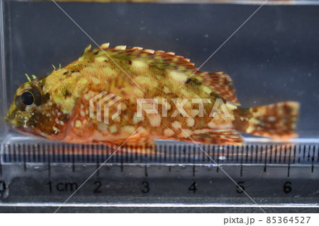 幼魚 海水魚 カサゴ 稚魚の写真素材