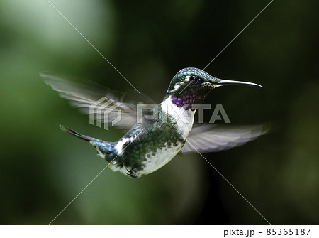 ハミングバード 小さい 野鳥の写真素材 - PIXTA