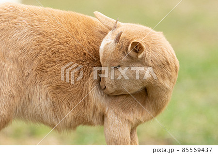 山羊の目の写真素材 山羊の目の写真素材