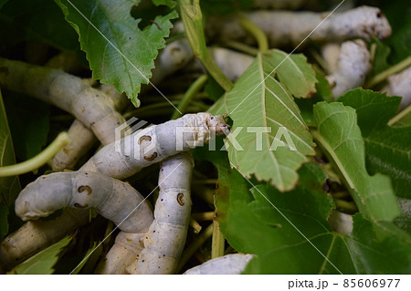 桑の葉 かいこ 蚕 昆虫の写真素材 - PIXTA