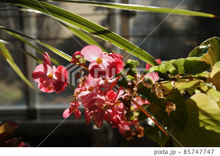 ベゴニア begonia シュウカイドウ科 球根ベゴニアの写真素材 - PIXTA
