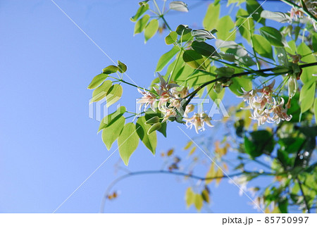 郁子の花の写真素材