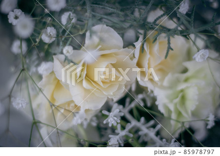 コチアの写真素材