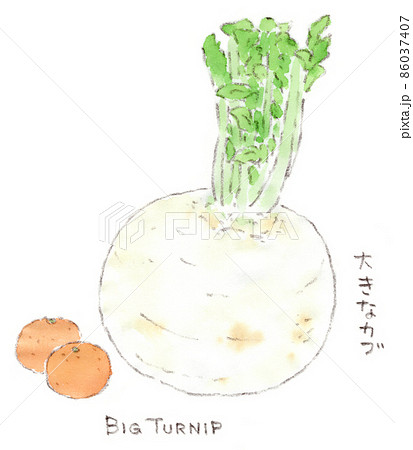 大きなカブのイラスト素材