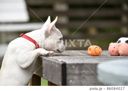 鼻ぺちゃ 動物の写真素材