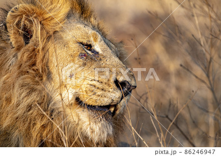 Lion And Symmetric Tribals Stock Photo, Picture and Royalty Free Image.  Image 14096850.