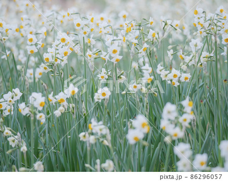凛とした花 冬の花 凛としたの写真素材