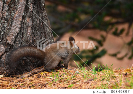リス 動物 哺乳類 後ろ姿の写真素材