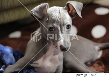 イタグレ かわいいの写真素材