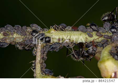 あぶらむしの写真素材