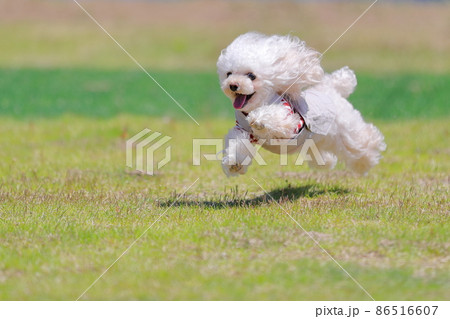 犬 ティーカッププードル トイプードル 走るの写真素材