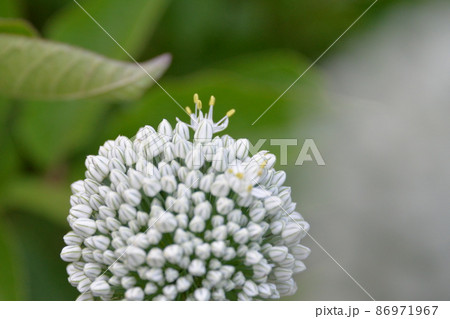 ねぎぼうず 玉ねぎの花 花 玉葱の写真素材