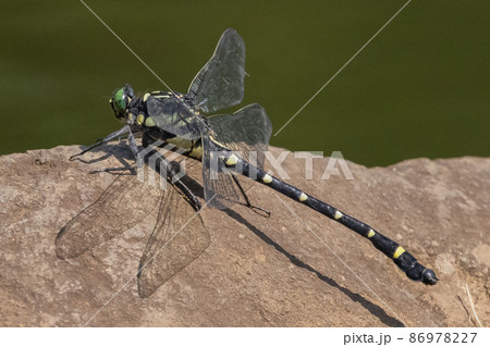 鬼やんまの写真素材